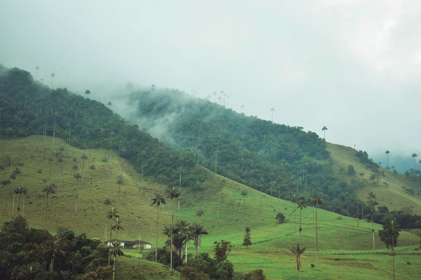 Colombian coffee mountains